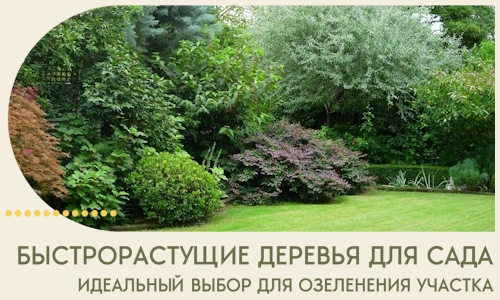 Быстрорастущие деревья для сада идеальный выбор в Нальчике