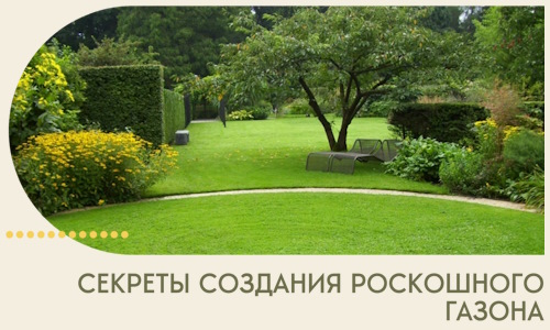 Секреты создания роскошного газона в Нальчике